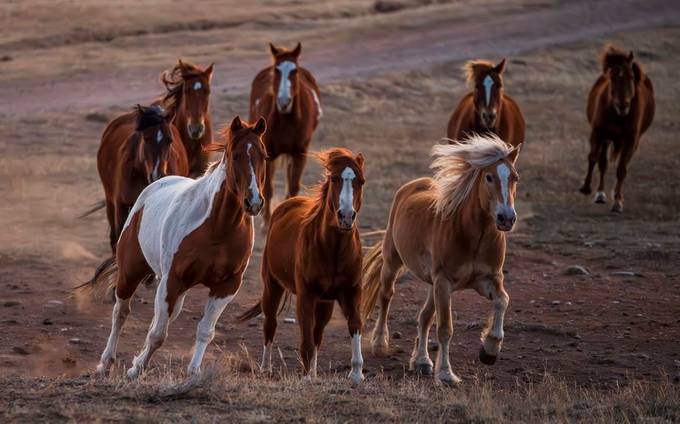 Horse Fever Photo Contest Winner