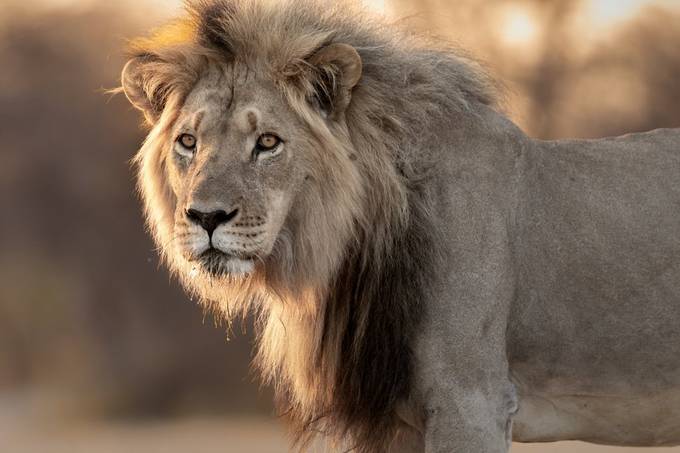 African Lion by KeithBannerman - Giant Beasts Photo Contest
