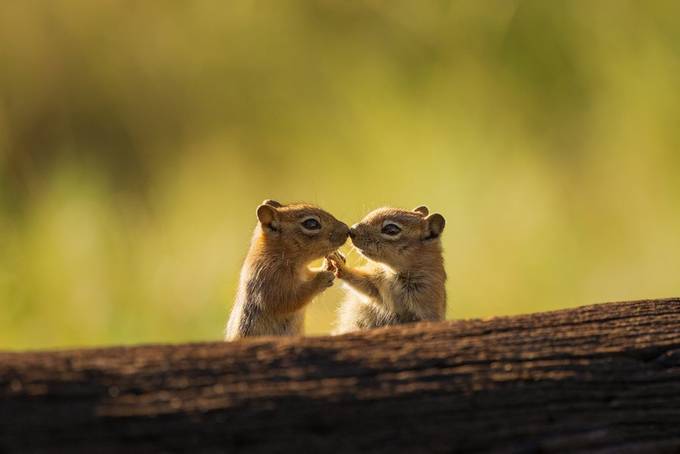 Chipmunk Love by johnboland - Small Animals Photo Contest 2024
